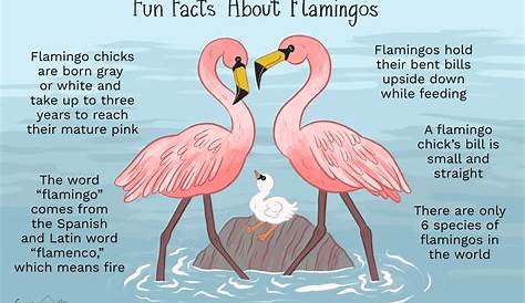 Flamingos Educational Poster Wildlife Fun Facts for Kids and | Etsy