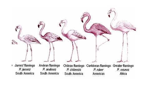 Flamingos Identification - Types of Flamingo species - Wildfowl