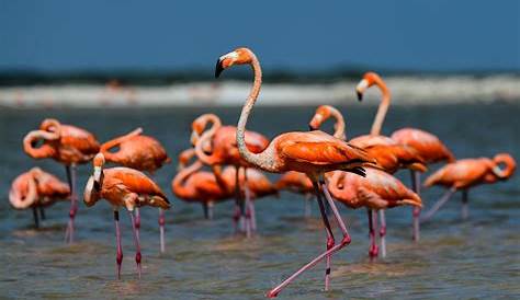 Are Flamingos Native To Florida? | Here & Now