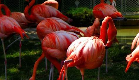 Pink Flamingos | Prachtige vogels, Flamingo behang, Roze flamingo's
