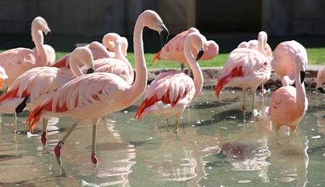 Flamingo Facts (Phoenicopterus)