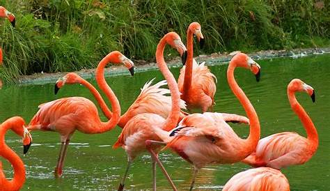 Pictures and information on American Flamingo