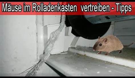 Maus im Rolladenkasten vertreiben – Mäuse & Ungeziefer im
