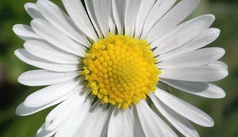 Groupe De La Fleur Jaune Blanche Image stock Image du