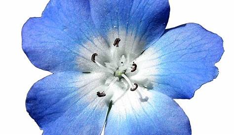 fleur bleue-Photo-coloré Fond d'écran Fleurs Aperçu | 10wallpaper.com