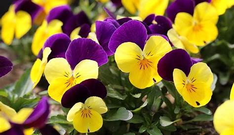 Fleurs violet et jaune — Photo #52599337