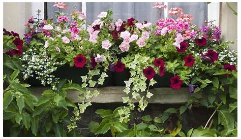 Fleurs De Balcon Retombantes Plante TOMBANTE Cultivez Votre Jardin Intérieur En 41