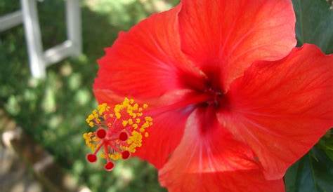 Photo Nature Lilliputienne (macrophotographies): Fleurs malgaches