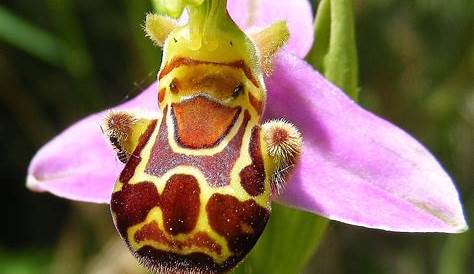 La ophrys apifera: una flor con forma de abeja