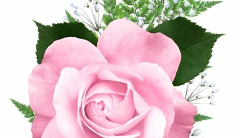 Grande Flor Rosa Em Um Fundo Transparente PNG , Flor, Pétala, Rosa