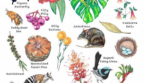 Australian Wildlife, Australian Flora, Cute Australian Animals