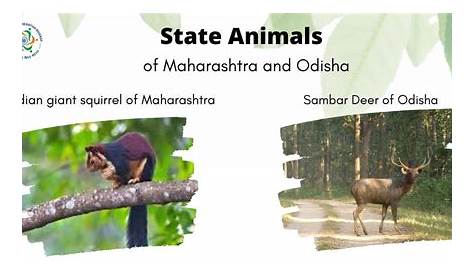 Flora and fauna at Kass plateau, Satara Dist., Maharashtra Stock Photo