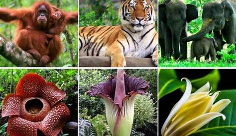 Flora Dan Fauna / Persebaran Flora Dan Fauna Di Indonesia / Tentu saja