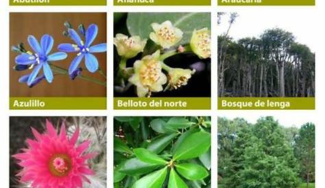 flora de América del Norte | Plantas y Jardín