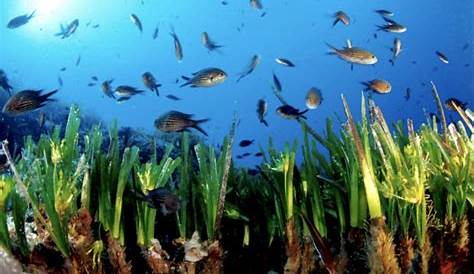 iramonte5a: La flora del mar Mediterráneo está en peligro de extinción
