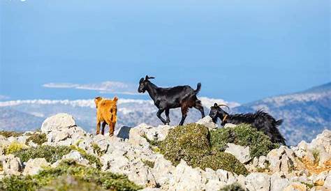 Flora e fauna della Grecia, non le conosci ancora? Entra! | Absolut Travel