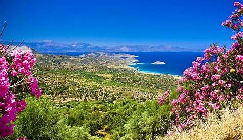 Flora E Fauna Dell'isola Di Skiathos. Grecia Fotografia Stock