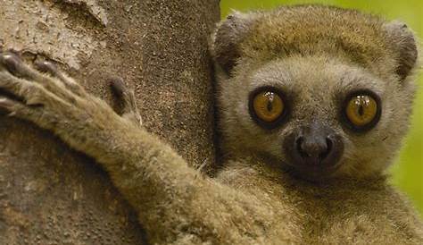 A impressionante fauna de Madagascar - Meus Animais