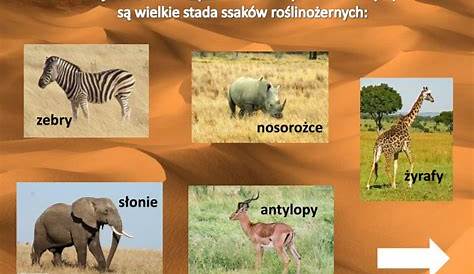 Fauna Afryki / Zwierzęta Afryki | DinoAnimals.pl