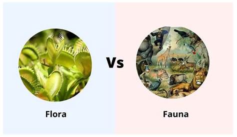 Flora y Fauna - Concepto y características