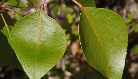 Genus: Populus (poplar): Go Botany