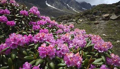 Trekking and Photography in the Himalaya: Sikkim Flora | Yumthang and