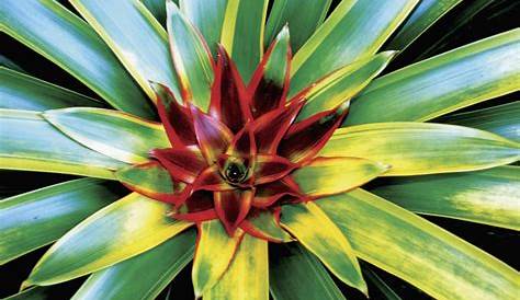Jungle Flora, Costa Rica, Central America Stock Photo - Image of flower
