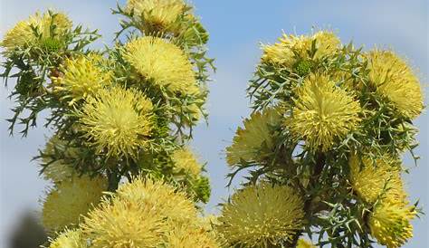 The wildflowers of Western Australia - Australian Geographic