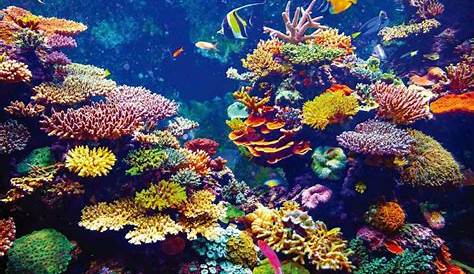 Arrecifes, flora y fauna