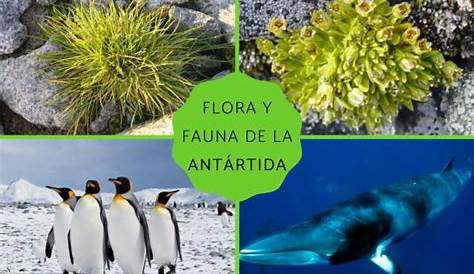 Flora y fauna de la Antártida - Características y especies