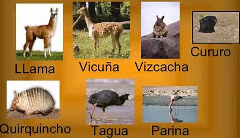 PPT - Flora y Fauna de Chile. PowerPoint Presentation, free download