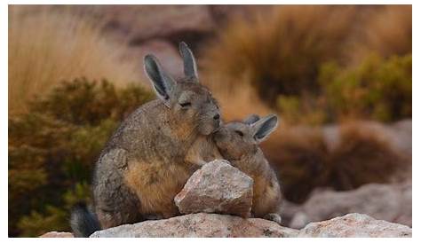 Resultados de la búsqueda de imágenes: flora y fauna norte de chile