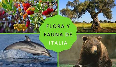 Flora y fauna de Italia - Características y ejemplos