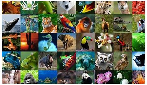 México alberga el 12% de flora y fauna en el mundo