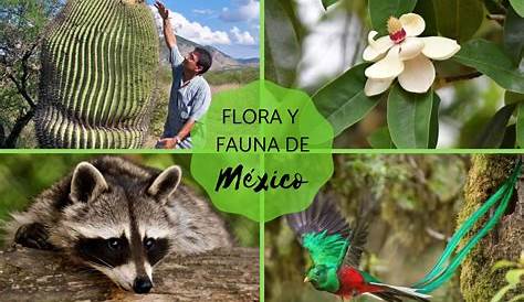 Flora y fauna de México - Ediciones Bob