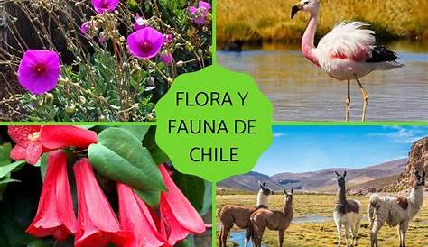 Flora y Fauna Zonas de Chile - [PPT Powerpoint]