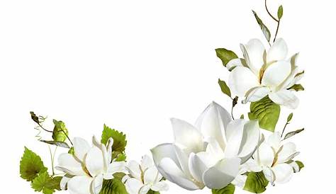 Download Fondos De Pantalla Flores Blancas Png Images Flowers - Good