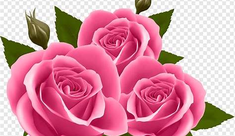 FLORES | Pink rose png, Flower drawing, Roses drawing