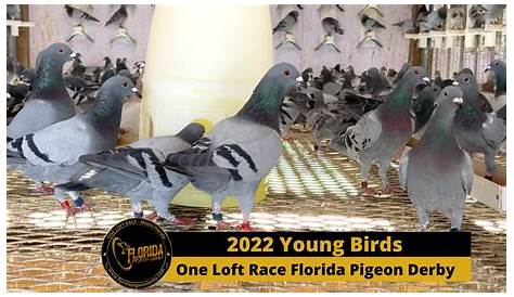 Florida Pigeon Derby 350 Mile Race 2019 - YouTube