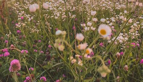 Aesthetic Red Flower Field Wallpapers Wallpaper Cave