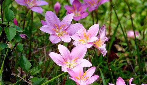 Beautiful Flowers of Sikkim, Flowering Plants in Sikkim, Tourist