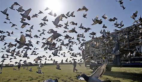 Pigeons In Flight - Small Sensor Photography by Thomas Stirr