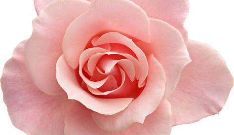 Red rose png image, free picture download