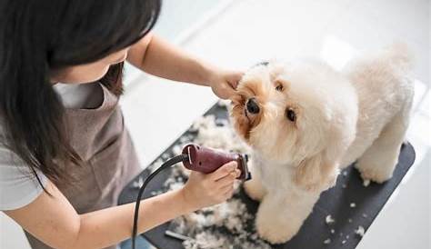 Paws Up Dog Grooming: Dog Grooming, Clipping & Washing