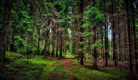 Greenery Forest Nature Path With Sunbeam 4K HD Nature Wallpapers | HD