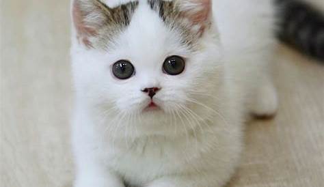 Gambar Kucing Lucu, Imut dan Paling Menggemaskan Sedunia | Gambar