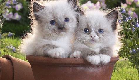 Papéis de parede para celular de gatos | Pretty cats, Animals, White cats