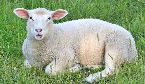 El consumo de oveja es de 1,3 kg por año y por persona