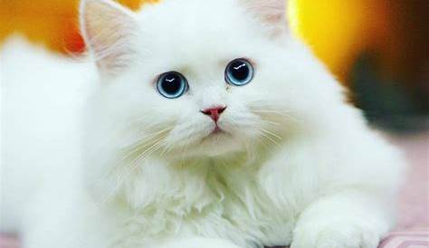 Wallpaper Kucing Lucu dan Imut 2016 | Kumpulan Tips dan Trik Menarik