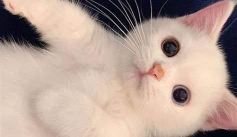 Pin by Georgia Krstic on Cats & Kittens! ️ ️ ️ | Kittens cutest, Cute
